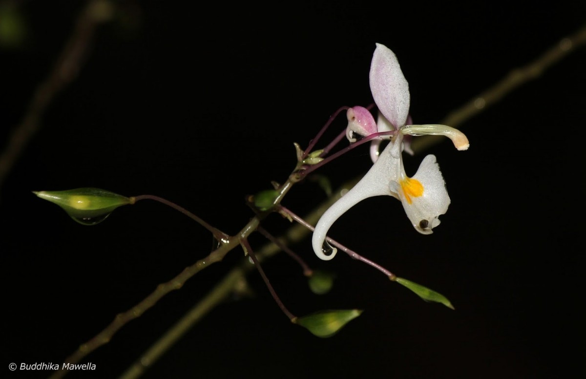 Impatiens cornigera Arn.